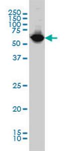 NARS Monoclonal Antibody (2D6)
