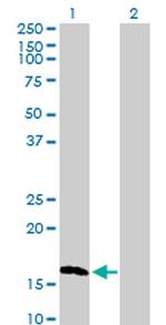NBL1 Polyclonal Antibody, MaxPab™
