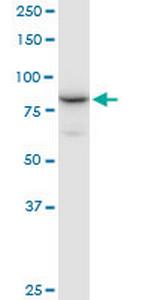 NCBP1 Polyclonal Antibody, MaxPab™