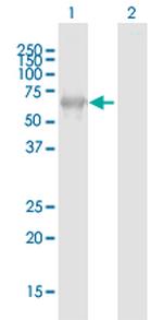 NCF2 Antibody in Western Blot (WB)