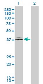 NCF4 Polyclonal Antibody, MaxPab™