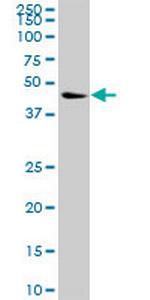 NCK1 Polyclonal Antibody, MaxPab™