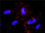 NCK1 Antibody in Proximity Ligation Assay (PLA) (PLA)