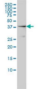 NCK1 Monoclonal Antibody (1A1)
