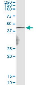 NDN Monoclonal Antibody (3B9)