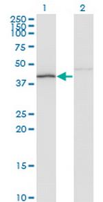 NDN Monoclonal Antibody (3C1)