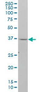 NDN Monoclonal Antibody (2D11)
