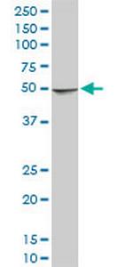 NDUFA9 Monoclonal Antibody (3D7)