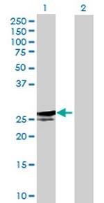 NDUFS3 Polyclonal Antibody, MaxPab™
