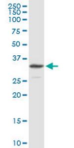 NDUFS3 Polyclonal Antibody, MaxPab™