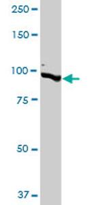 NEDD9 Antibody in Western Blot (WB)