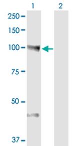 NEDD9 Antibody in Western Blot (WB)