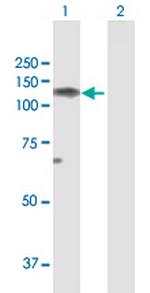 NELL1 Polyclonal Antibody, MaxPab™