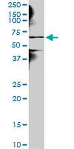 NEK3 Antibody in Western Blot (WB)
