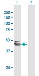 NEU1 Polyclonal Antibody, MaxPab™