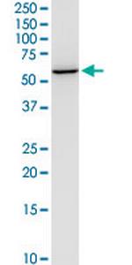 NEU1 Monoclonal Antibody (3F9)