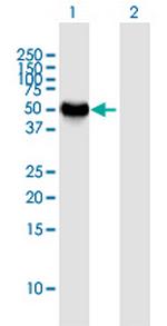 NEUROD2 Polyclonal Antibody, MaxPab™