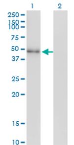 NEUROD2 Monoclonal Antibody (3E7)