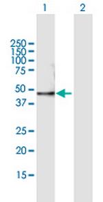 NEUROG1 Polyclonal Antibody, MaxPab™