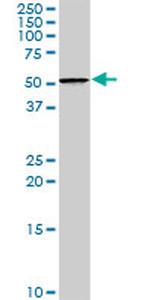 NFIA Antibody in Western Blot (WB)