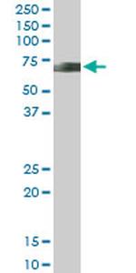NFIA Antibody in Western Blot (WB)