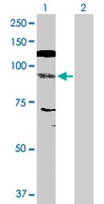 NFATC4 Polyclonal Antibody, MaxPab™