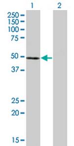 NFE2 Monoclonal Antibody (2C6)