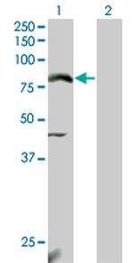 NFE2L2 Monoclonal Antibody (3G7)