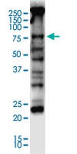 NFE2L2 Monoclonal Antibody (3G7)