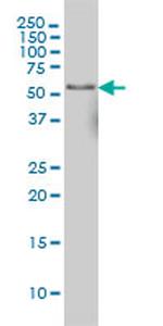 NFIC Antibody in Western Blot (WB)