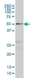 NFIC Antibody in Western Blot (WB)