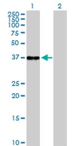 NFKBIB Polyclonal Antibody, MaxPab™