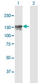 NFKBIL2 Polyclonal Antibody, MaxPab™