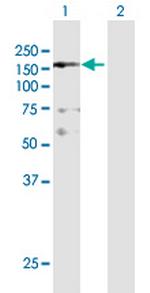 NFKBIL2 Polyclonal Antibody, MaxPab™