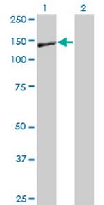 NID1 Monoclonal Antibody (1G3)