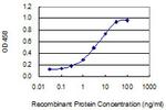 NME4 Monoclonal Antibody (4B6)