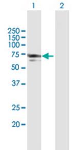 NMT1 Polyclonal Antibody, MaxPab™