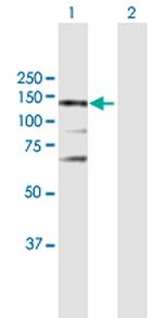 NOS3 Polyclonal Antibody, MaxPab™