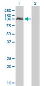 NPAS2 Monoclonal Antibody (6C9)