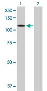 NRCAM Polyclonal Antibody, MaxPab™