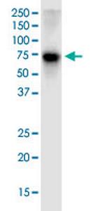 NRF1 Monoclonal Antibody (2F9)