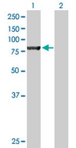 NSF Polyclonal Antibody, MaxPab™