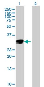 NTF3 Polyclonal Antibody, MaxPab™