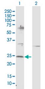NTF4 Polyclonal Antibody, MaxPab™