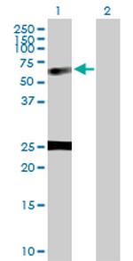 NUCB1 Polyclonal Antibody, MaxPab™
