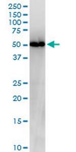 NUCB2 Monoclonal Antibody (6H4)