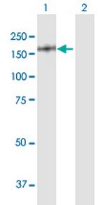 NUMA1 Polyclonal Antibody, MaxPab™