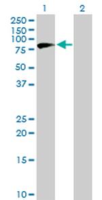 NVL Antibody in Western Blot (WB)
