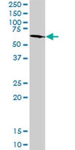 OCLN Antibody in Western Blot (WB)
