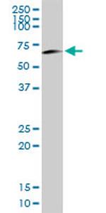OCLN Antibody in Western Blot (WB)